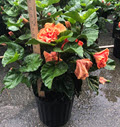 10" Hibiscus Exotic Orange Triple Bush